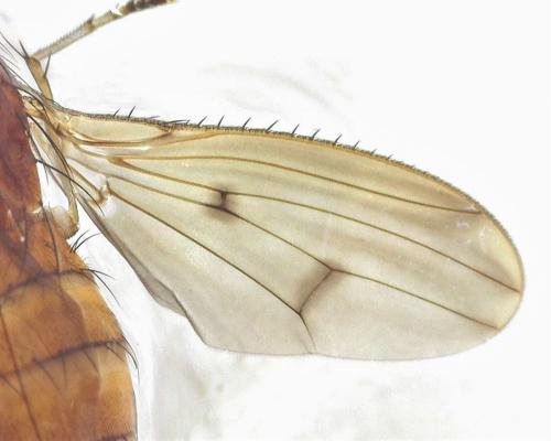 Suillia affinis